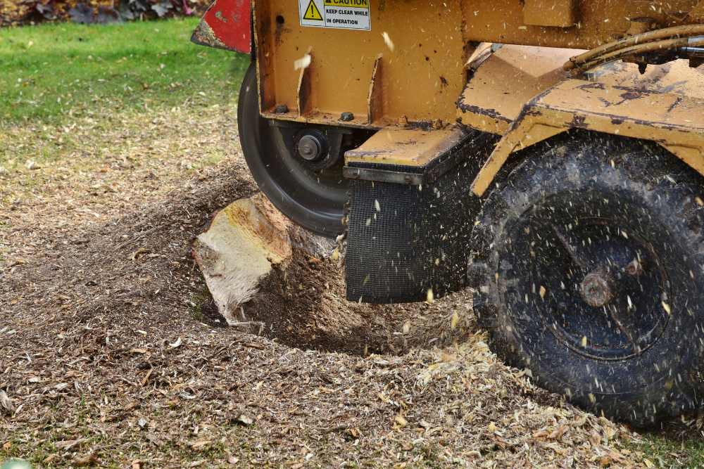 tree removal service