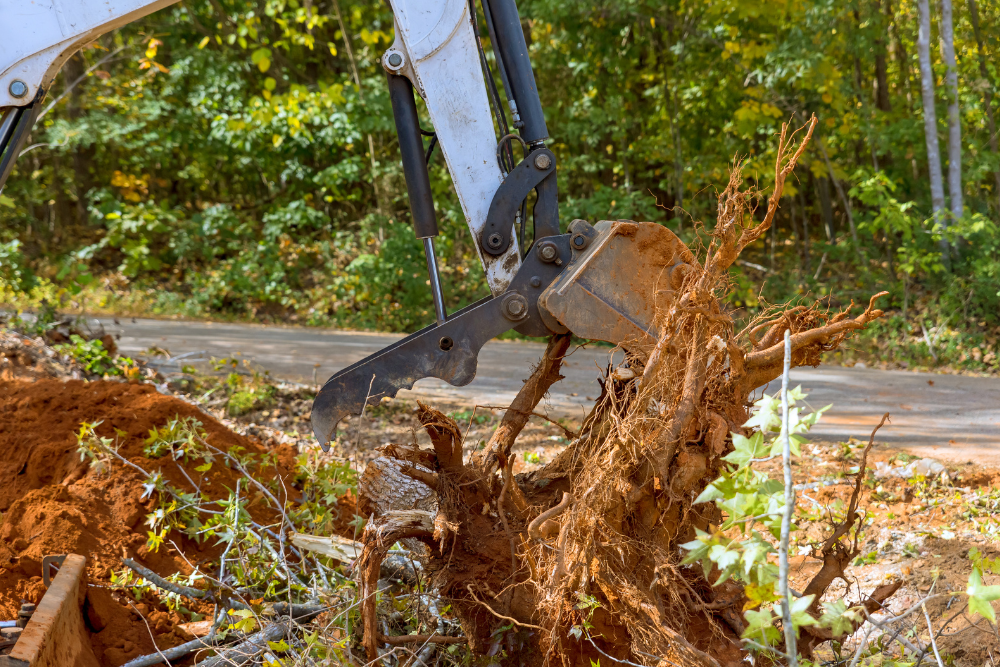 tree removal service