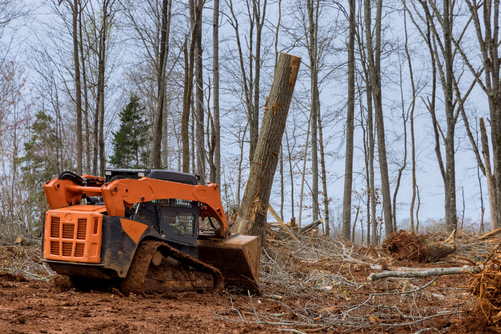 tree removal western sydney