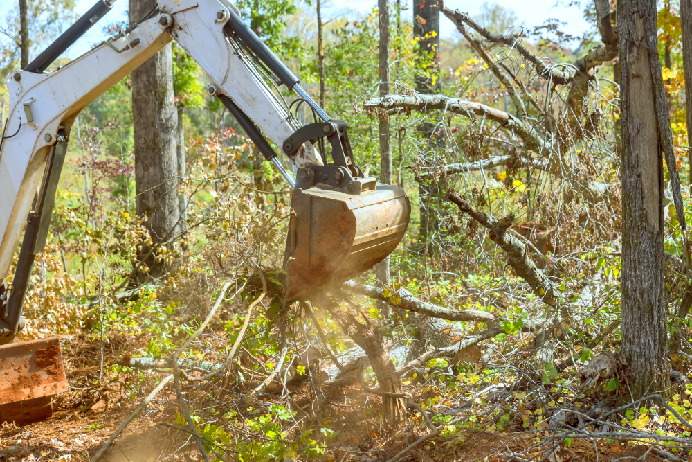 tree removal service