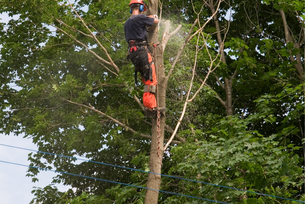 tree removal in Western Sydney