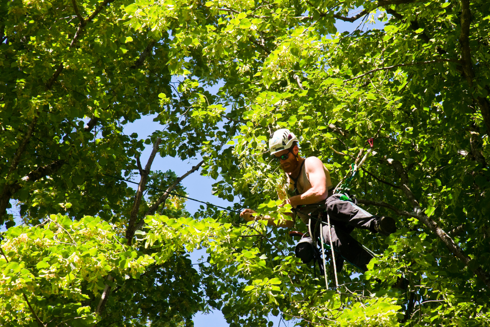 tree removal western sydney