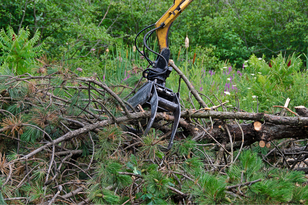 tree removal western sydney