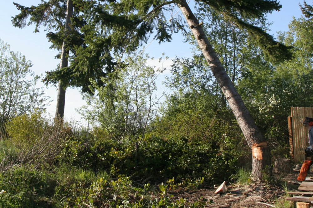 tree removal western sydney