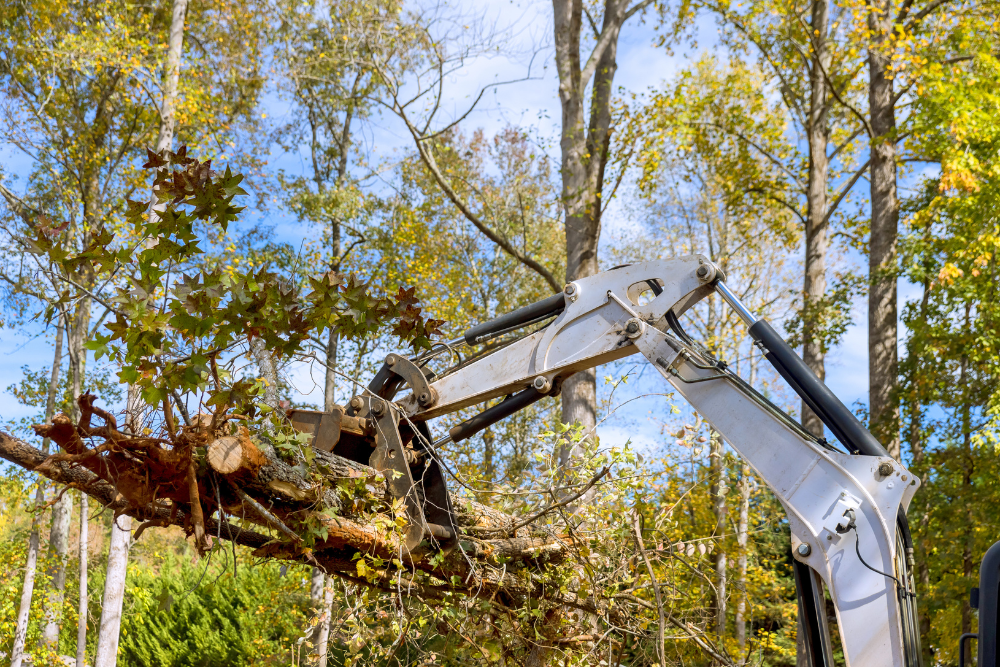tree removal service