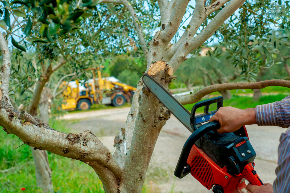 tree pruning