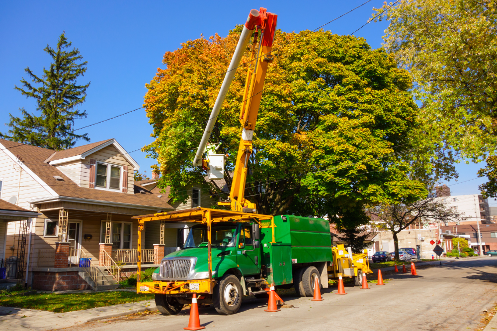 tree trimming boundary