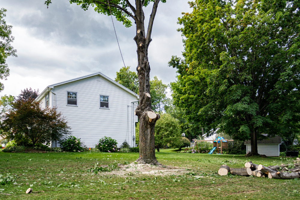 tree removal service