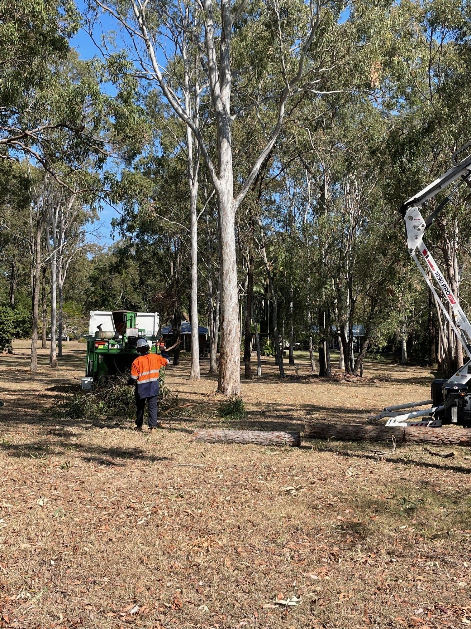 Tree Removal Murarrie