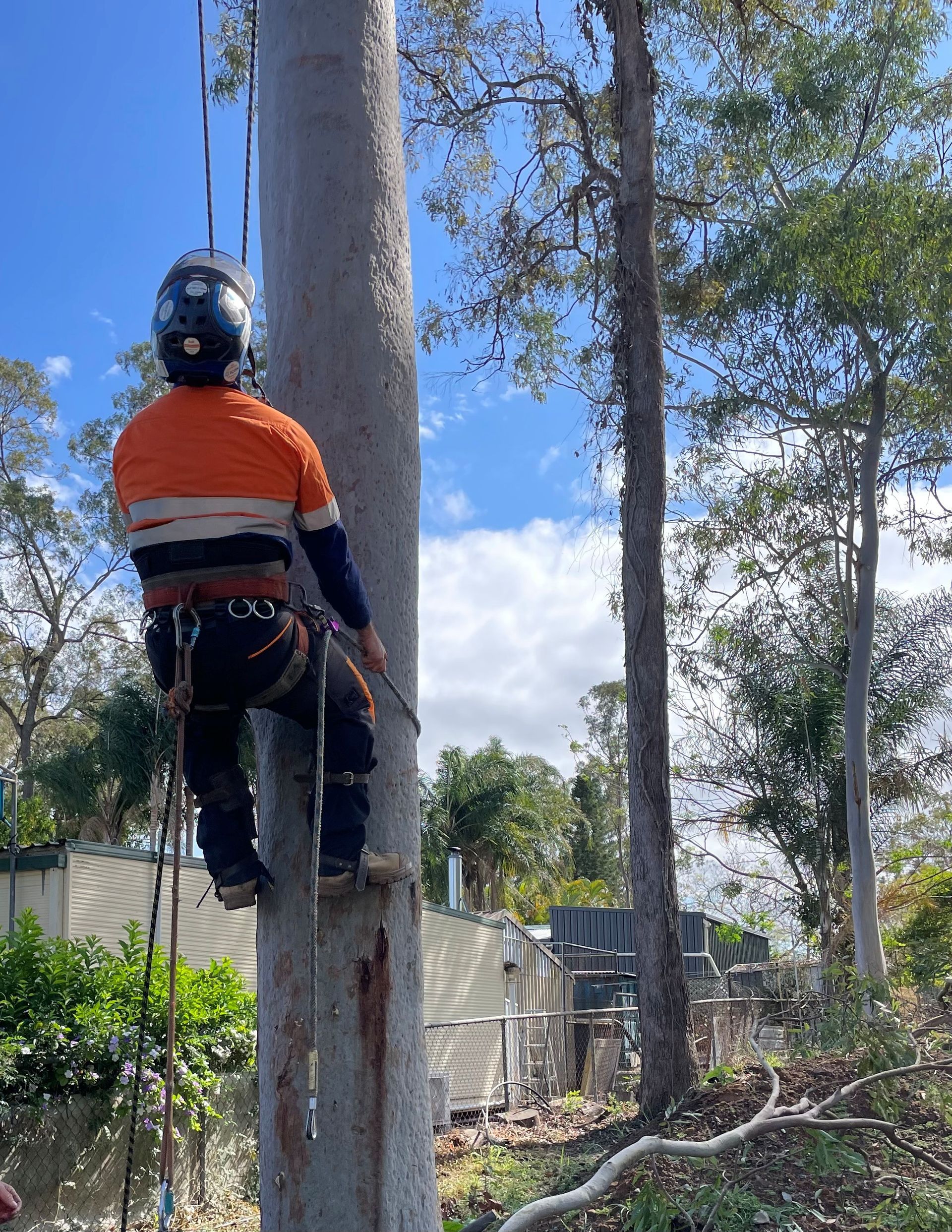 Tree Removal murarrie