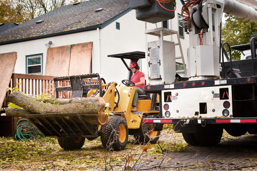 tree removal western sydney