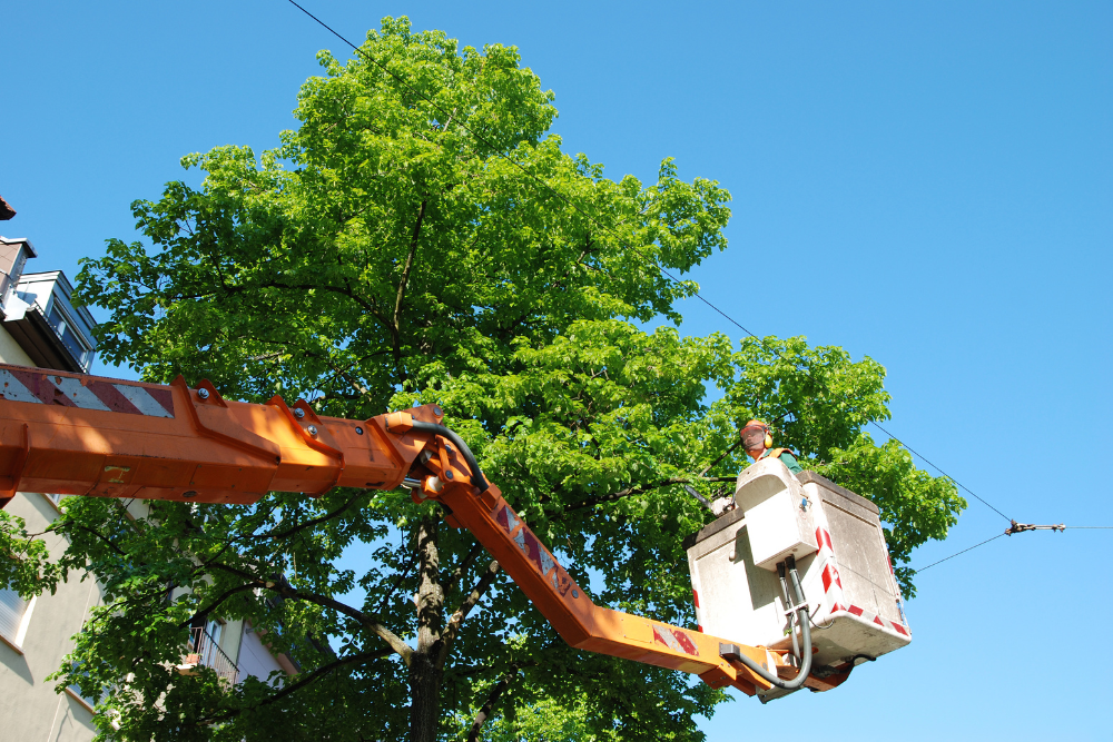 who is responsible for tree trimming landlord or tenant