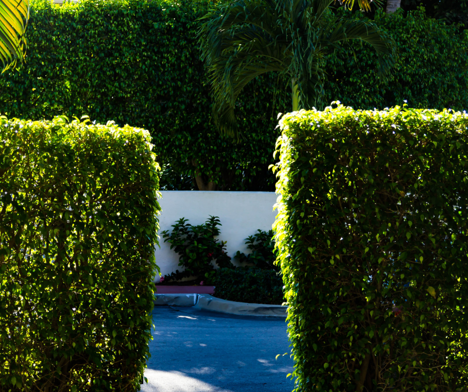 6 Popular Trees and Shrubs for Privacy Screening in Brisbane