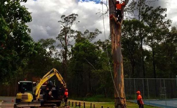 Tree Lopping & Removal