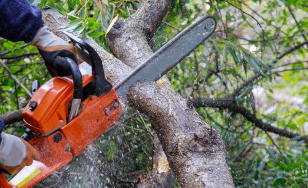 Tree Loppers Gold Coast