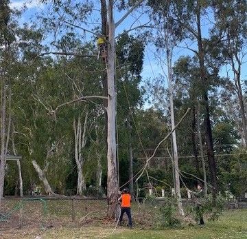 Tree Removal Alderley