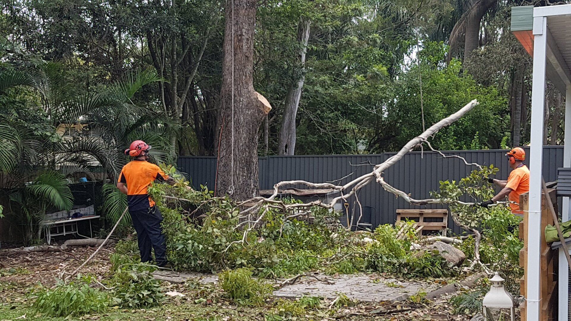 Tree Removal Brisbane
