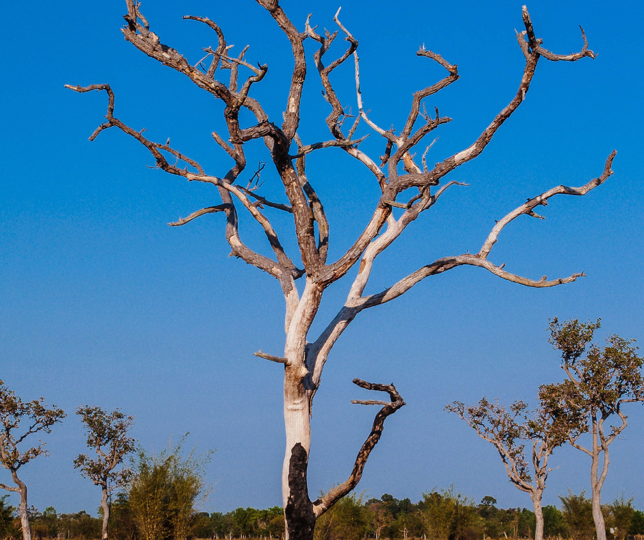 Tree Services Brisbane