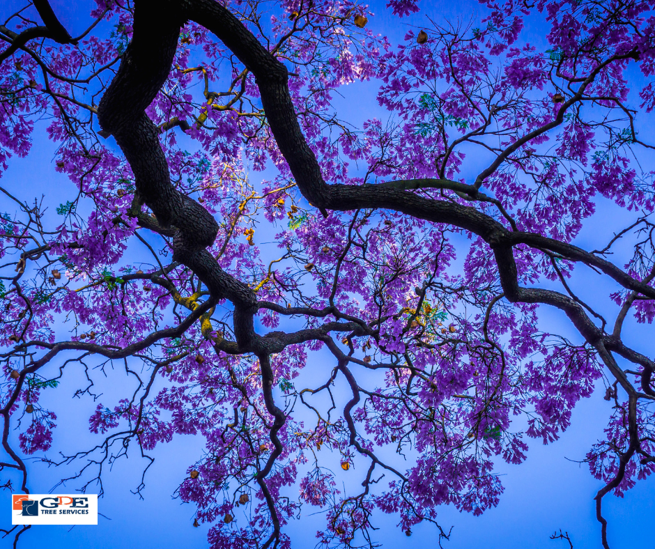 Our Majestic Jacaranda Tree: A South East Queensland Icon