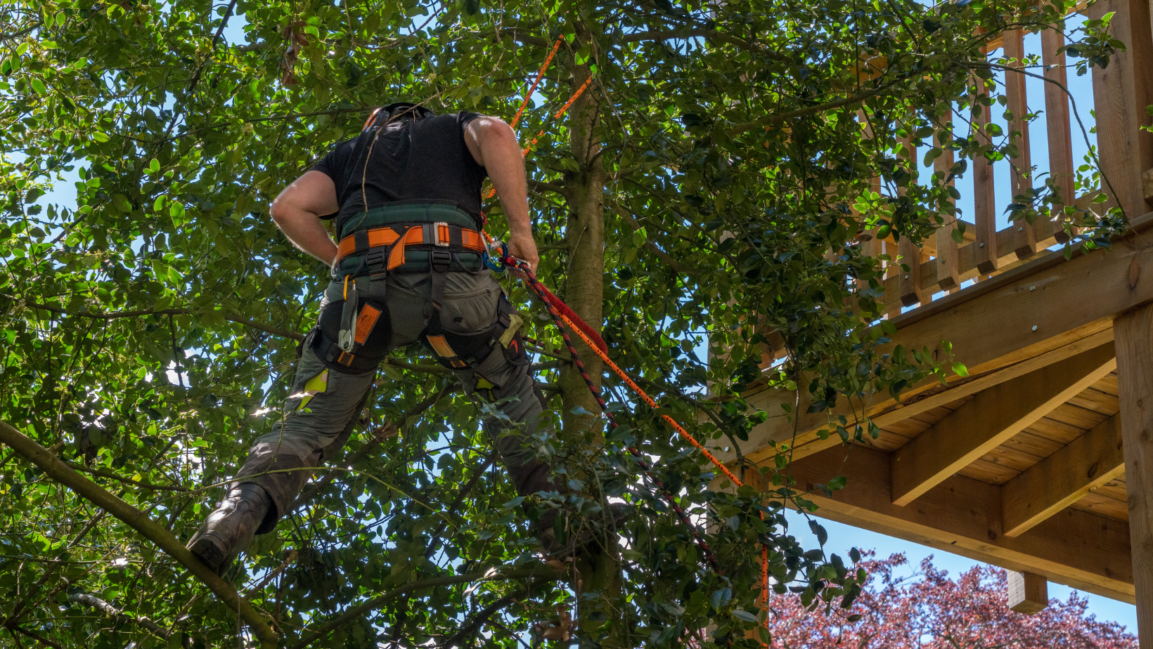 tree loppers