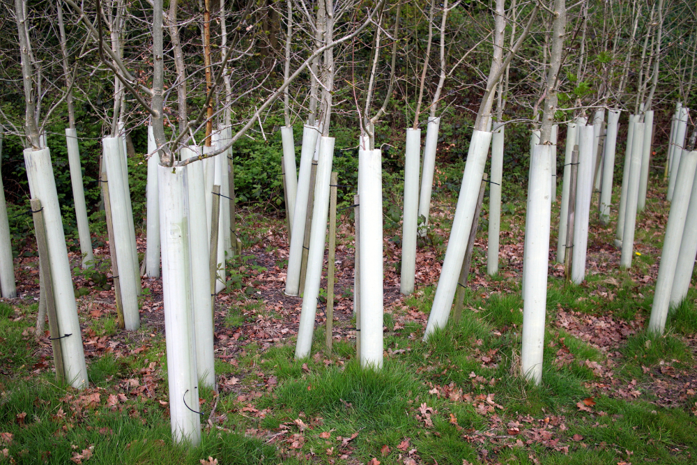 protected trees NSW