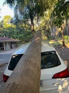 Emergency Tree Removal