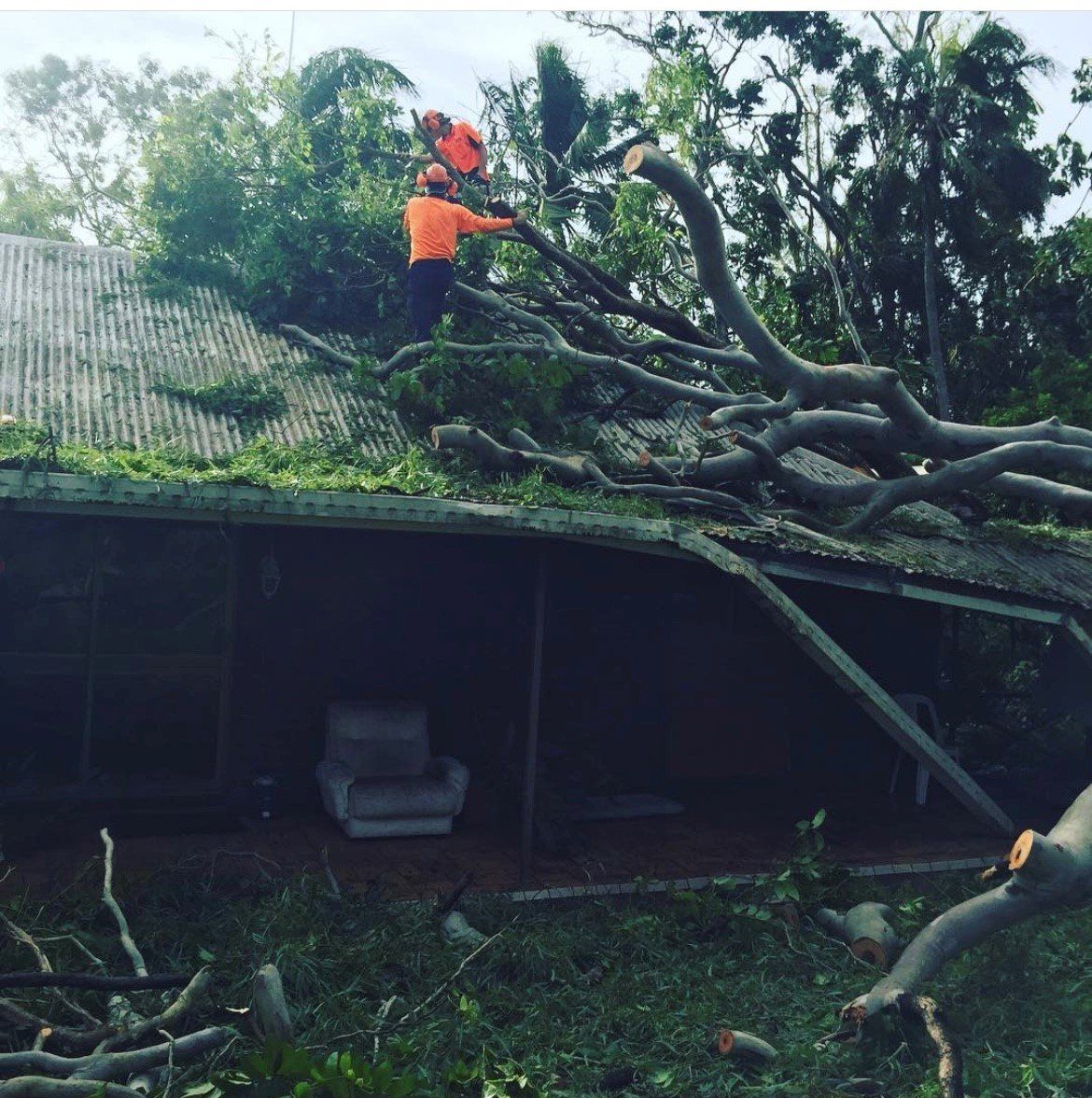 emergency tree removal