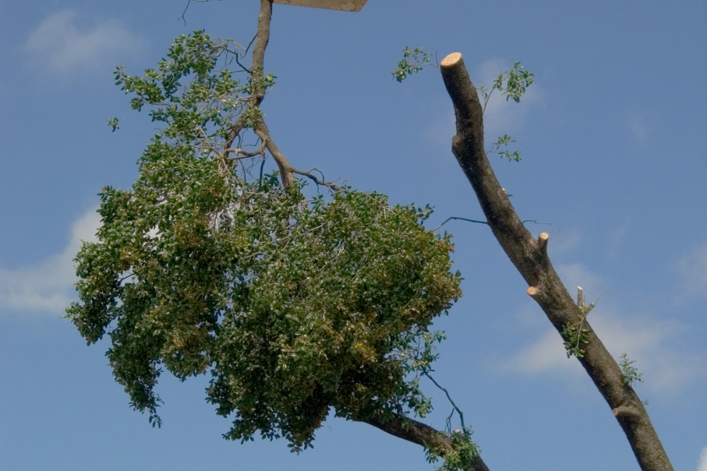 cost of tree lopping Western Sydney
