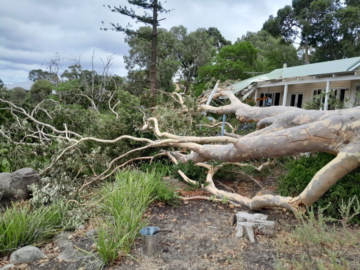 emergency tree removal