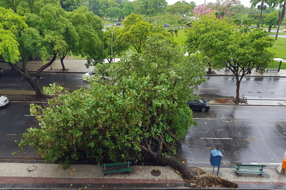 local tree lopping Western Sydney