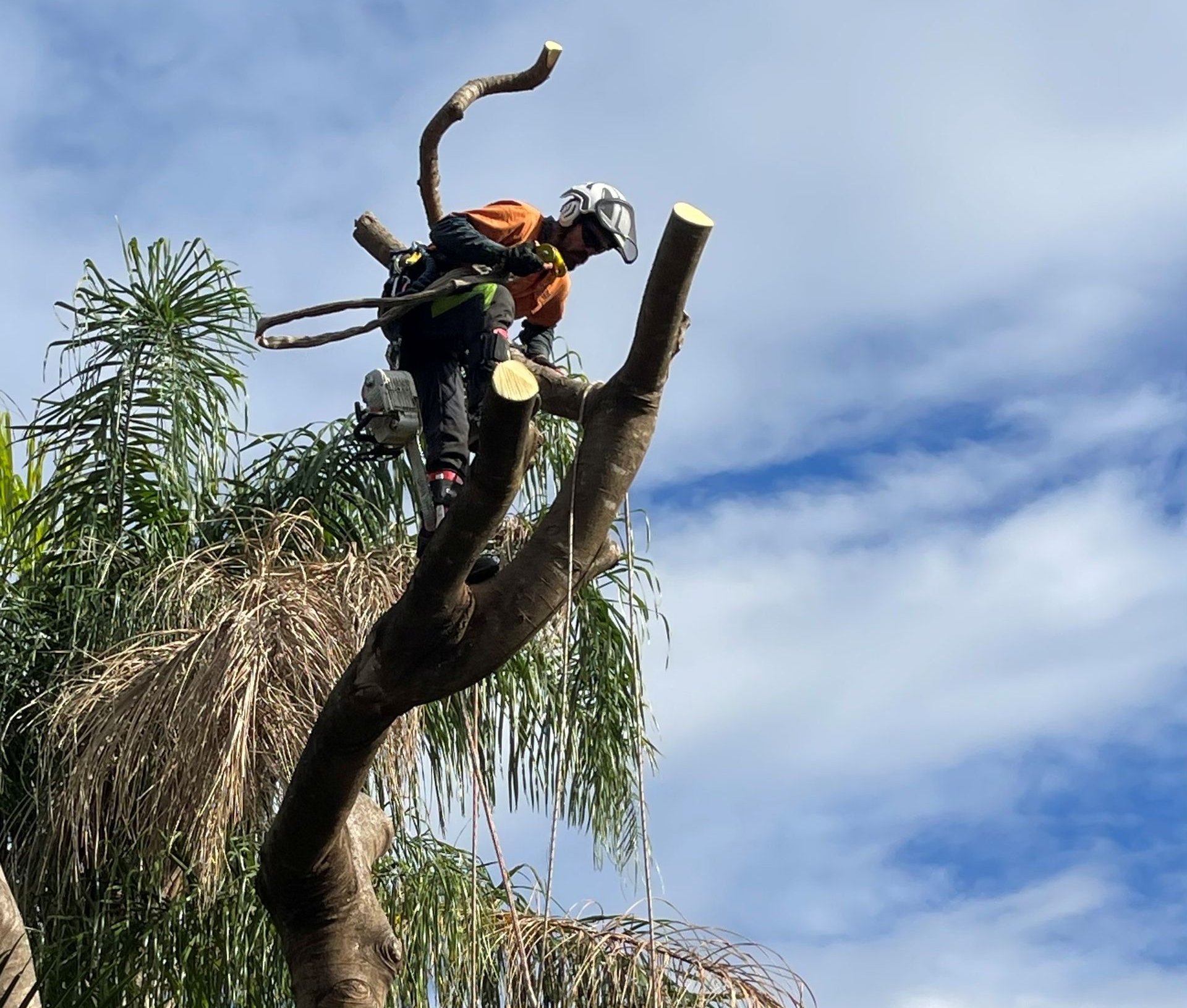 palm-tree-removal-brisbane