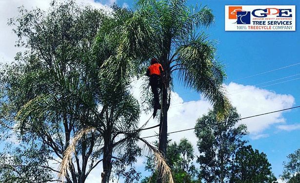 Palm Tree Trimming & Maintenance