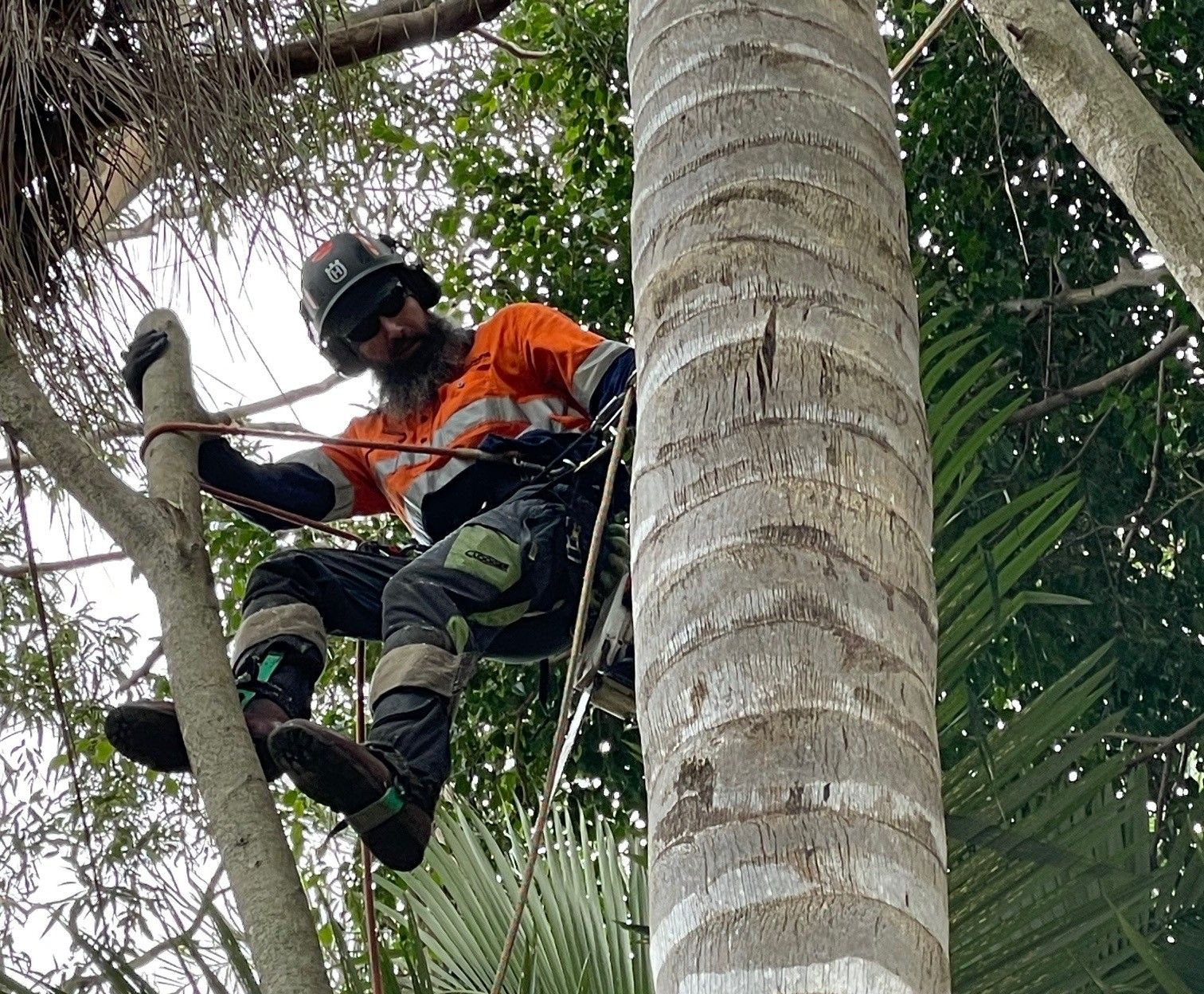 palm tree removal brisbane