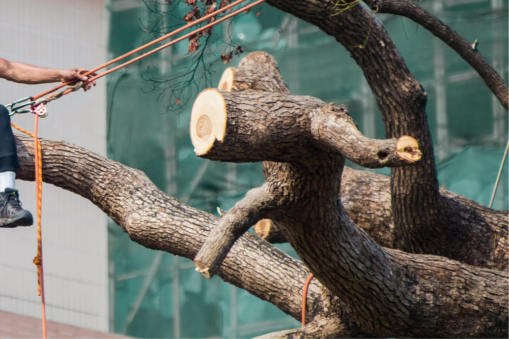 tree lopping vs pruning Western Sydney