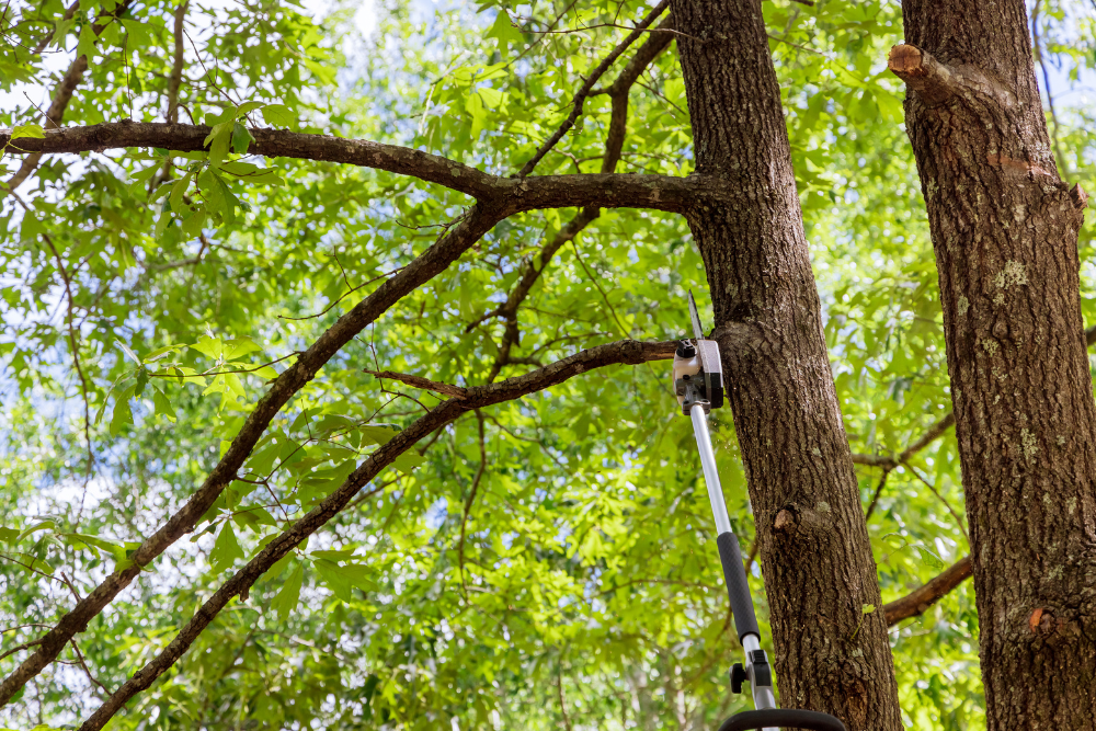 tree branch trimming