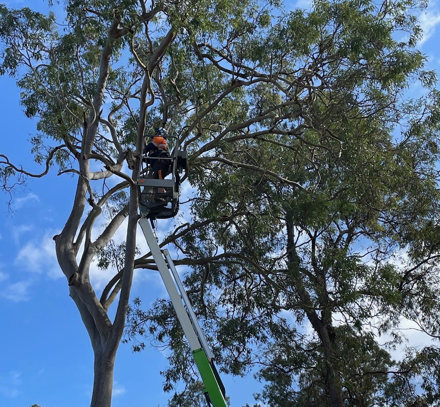 Tree Removal Albion