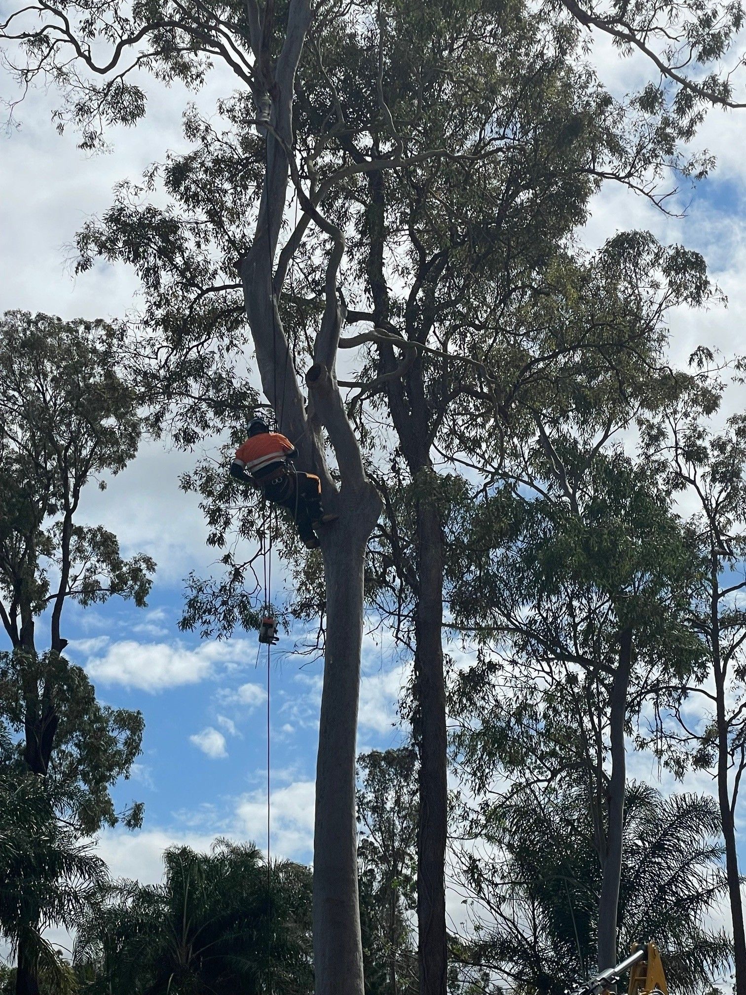 tree lopping services logan