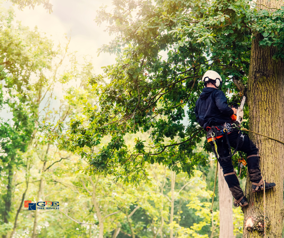 Tree Lopping services Brisbane