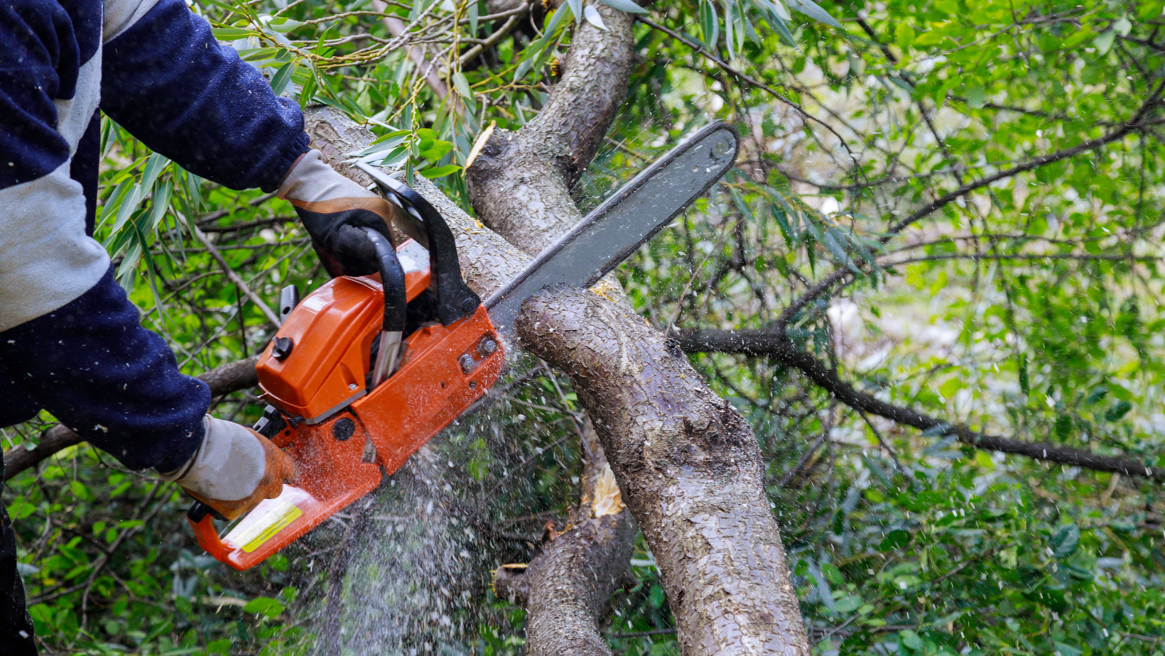 tree lopping services brisbane
