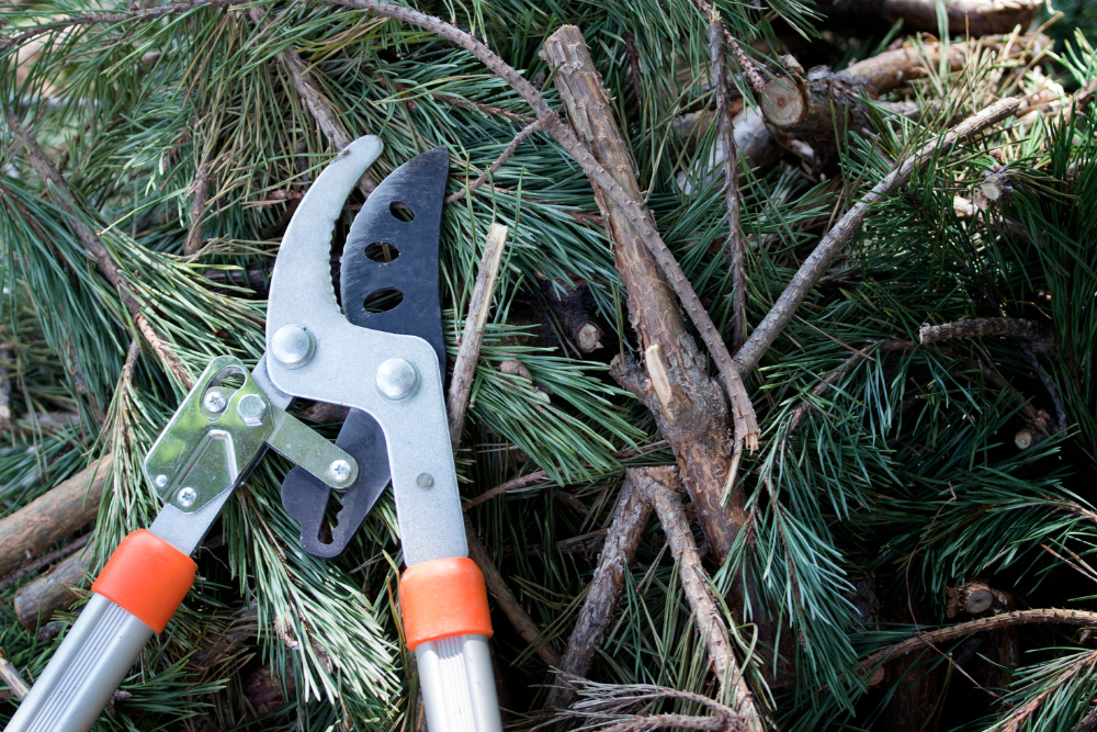 tree maintenance Western Sydney