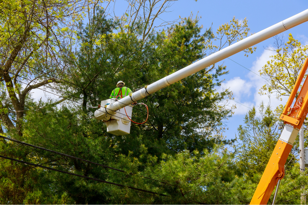 Western Sydney Tree Maintenance