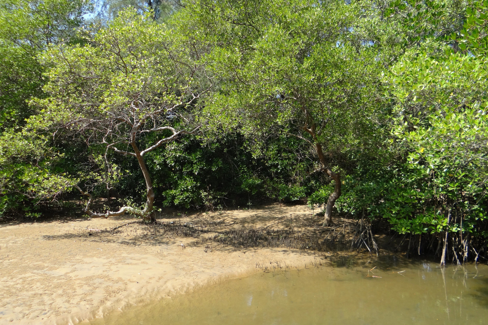  Removing Invasive Species