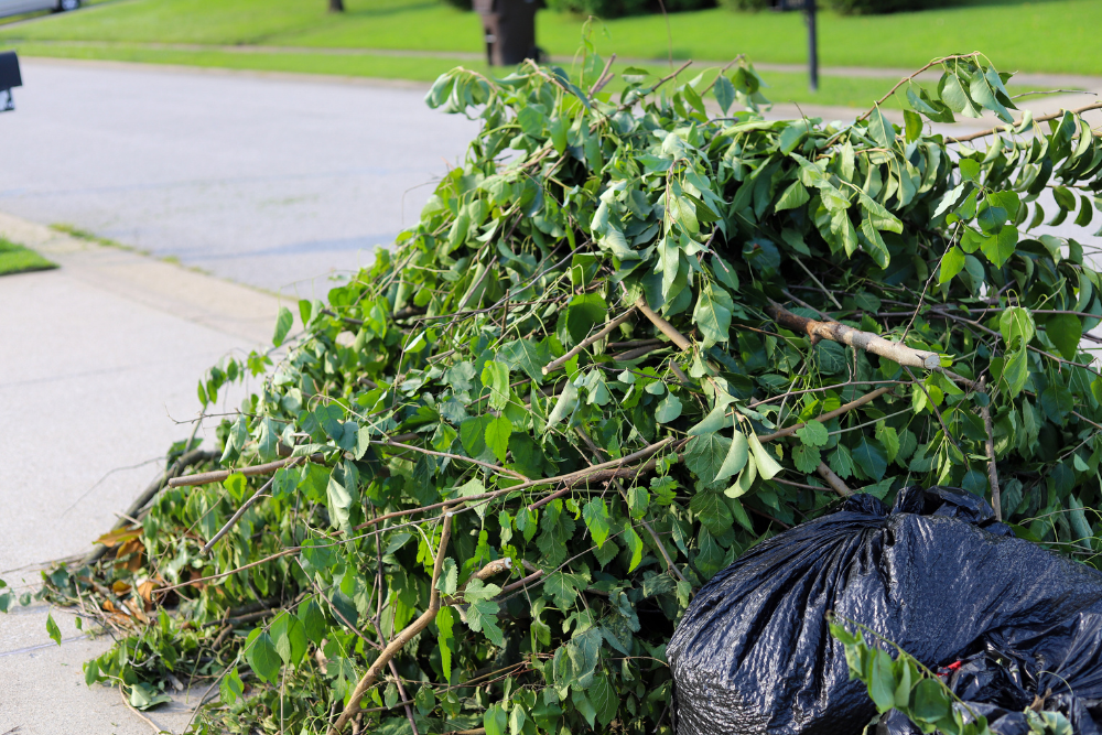 how soon can I plant a tree after removal