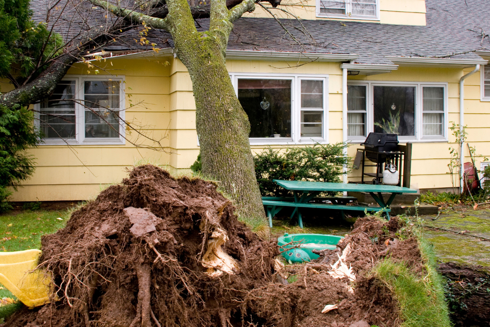 Tree Roots Damage