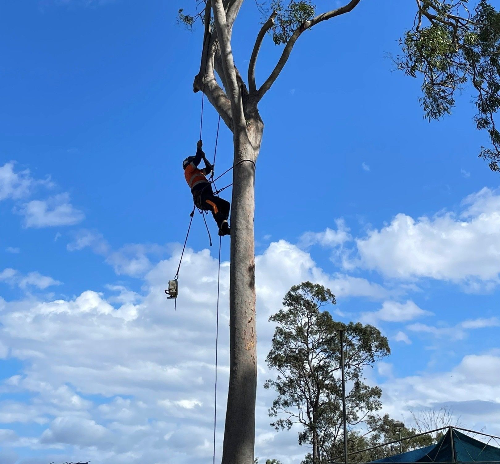 Tree Removal Albion