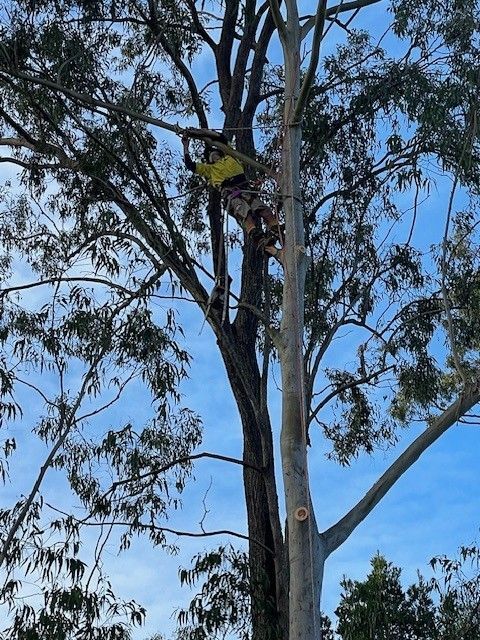 tree felling services ALderley