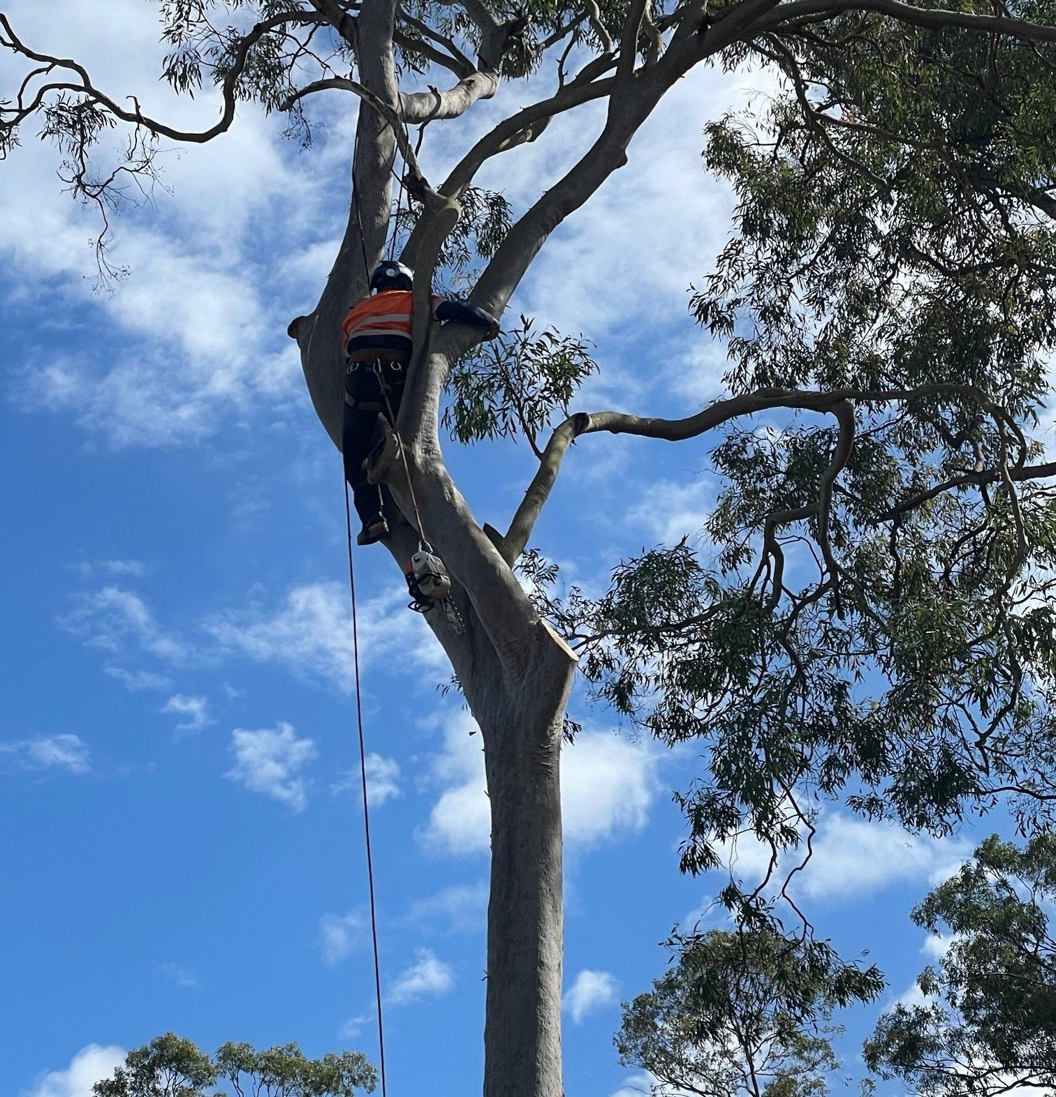 tree felling services acacia ridge
