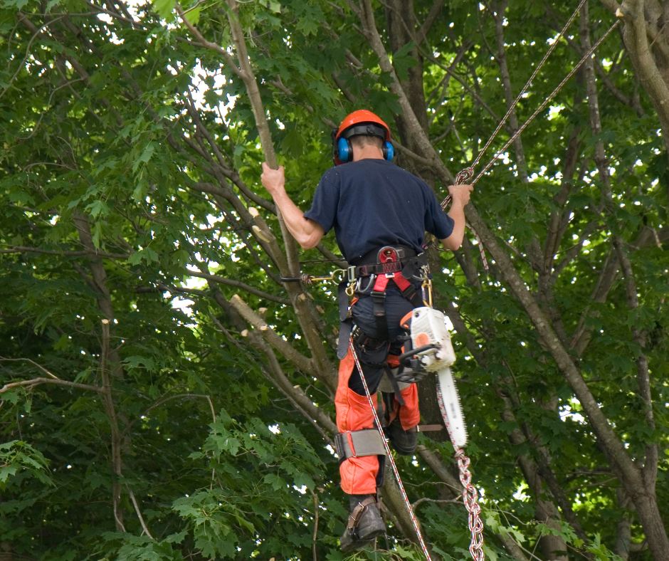 tree lopping logan