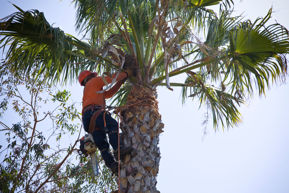 tree removal service