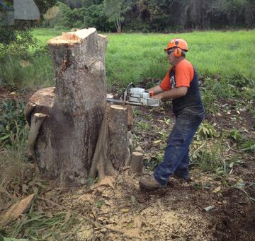 Brisbane Tree Services